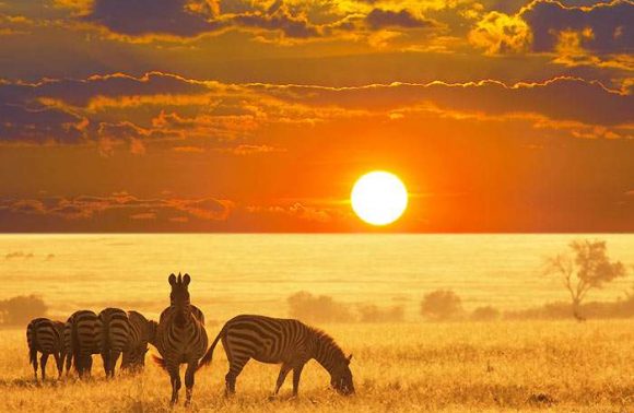 AFRICAN PASSION