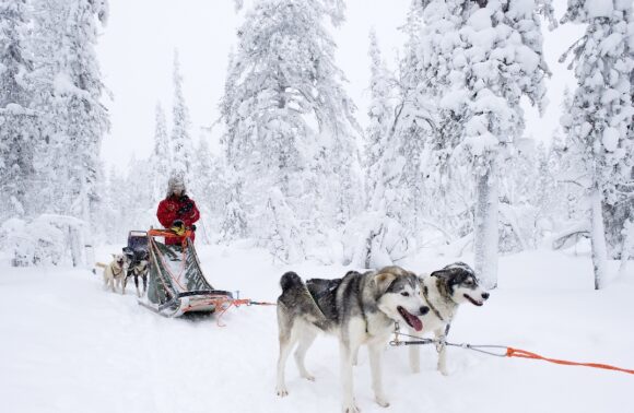 Noël ou Réveillon en Laponie Noël ou Réveillon en Laponie
